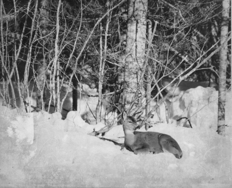 Ed McLarneys deer010